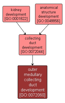 GO:0072060 - outer medullary collecting duct development (interactive image map)