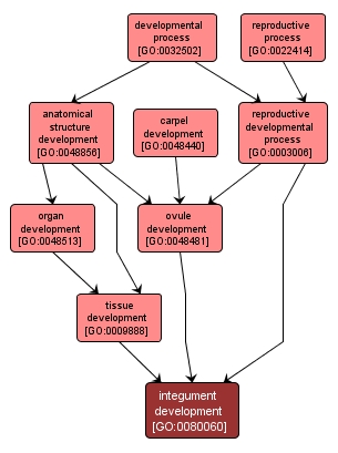 GO:0080060 - integument development (interactive image map)