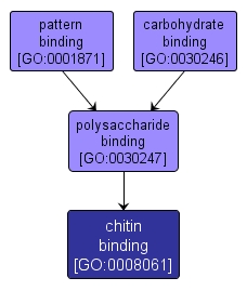 GO:0008061 - chitin binding (interactive image map)