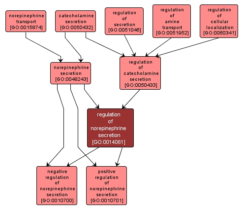 GO:0014061 - regulation of norepinephrine secretion (interactive image map)
