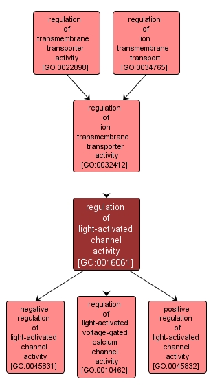 GO:0016061 - regulation of light-activated channel activity (interactive image map)