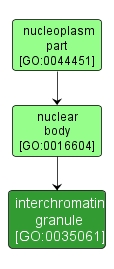 GO:0035061 - interchromatin granule (interactive image map)