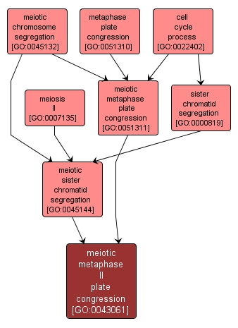 GO:0043061 - meiotic metaphase II plate congression (interactive image map)
