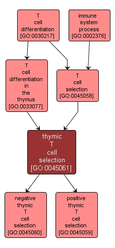 GO:0045061 - thymic T cell selection (interactive image map)