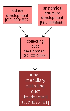 GO:0072061 - inner medullary collecting duct development (interactive image map)