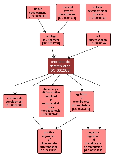 GO:0002062 - chondrocyte differentiation (interactive image map)