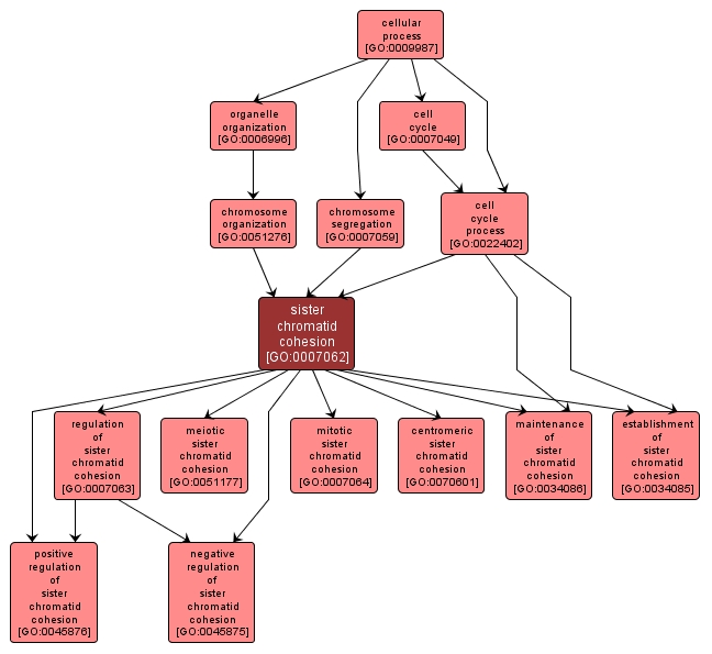 GO:0007062 - sister chromatid cohesion (interactive image map)