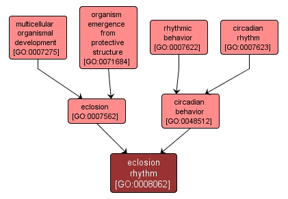 GO:0008062 - eclosion rhythm (interactive image map)