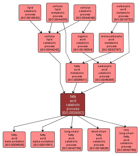 GO:0009062 - fatty acid catabolic process (interactive image map)