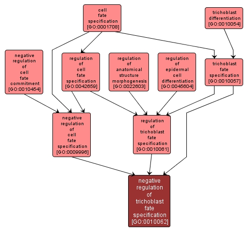 GO:0010062 - negative regulation of trichoblast fate specification (interactive image map)