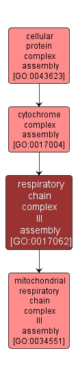 GO:0017062 - respiratory chain complex III assembly (interactive image map)