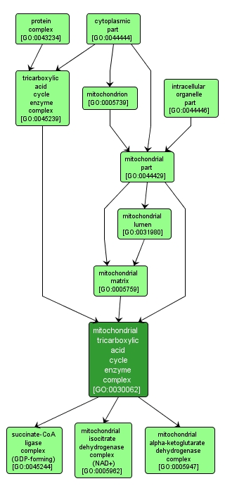 GO:0030062 - mitochondrial tricarboxylic acid cycle enzyme complex (interactive image map)