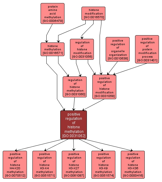 GO:0031062 - positive regulation of histone methylation (interactive image map)