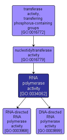 GO:0034062 - RNA polymerase activity (interactive image map)