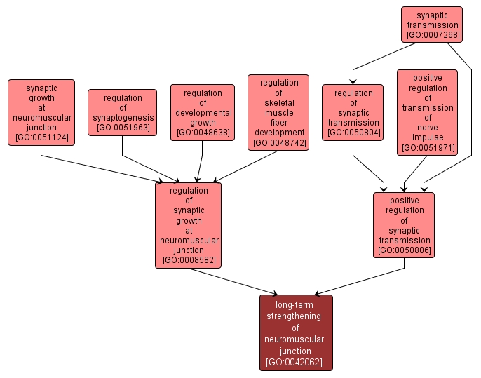 GO:0042062 - long-term strengthening of neuromuscular junction (interactive image map)