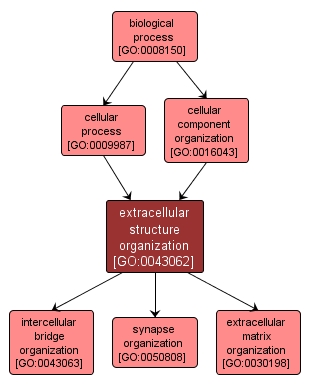GO:0043062 - extracellular structure organization (interactive image map)