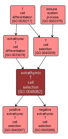 GO:0045062 - extrathymic T cell selection (interactive image map)
