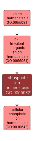 GO:0055062 - phosphate ion homeostasis (interactive image map)