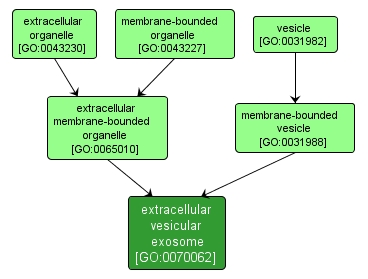 GO:0070062 - extracellular vesicular exosome (interactive image map)