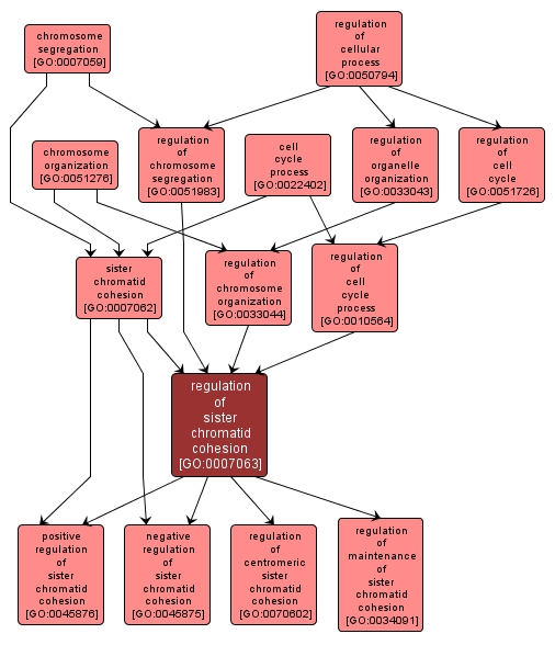 GO:0007063 - regulation of sister chromatid cohesion (interactive image map)