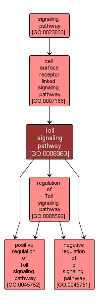 GO:0008063 - Toll signaling pathway (interactive image map)