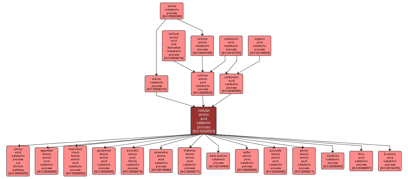 GO:0009063 - cellular amino acid catabolic process (interactive image map)