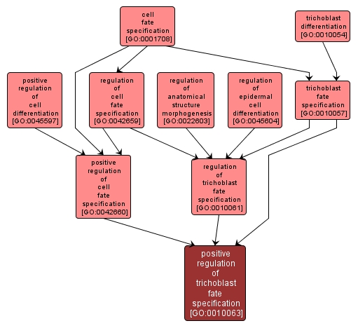 GO:0010063 - positive regulation of trichoblast fate specification (interactive image map)