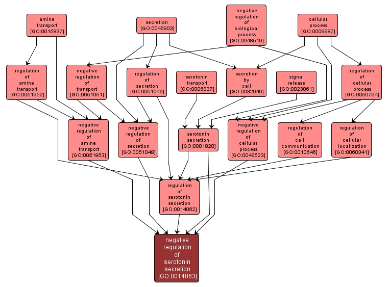 GO:0014063 - negative regulation of serotonin secretion (interactive image map)