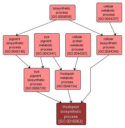 GO:0016063 - rhodopsin biosynthetic process (interactive image map)