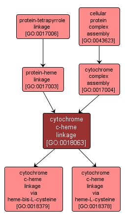 GO:0018063 - cytochrome c-heme linkage (interactive image map)