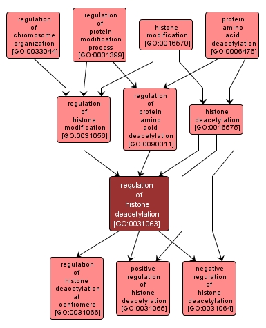 GO:0031063 - regulation of histone deacetylation (interactive image map)