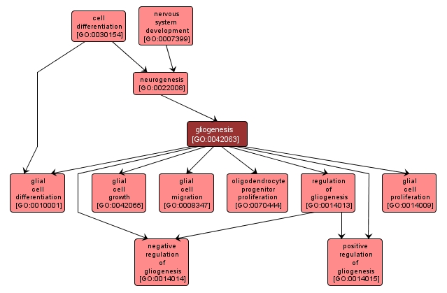 GO:0042063 - gliogenesis (interactive image map)