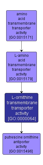 GO:0000064 - L-ornithine transmembrane transporter activity (interactive image map)