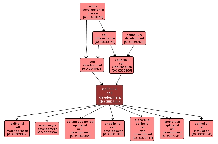 GO:0002064 - epithelial cell development (interactive image map)