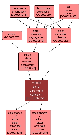 GO:0007064 - mitotic sister chromatid cohesion (interactive image map)