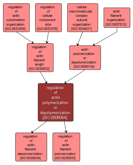 GO:0008064 - regulation of actin polymerization or depolymerization (interactive image map)