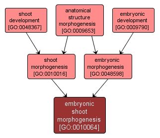 GO:0010064 - embryonic shoot morphogenesis (interactive image map)