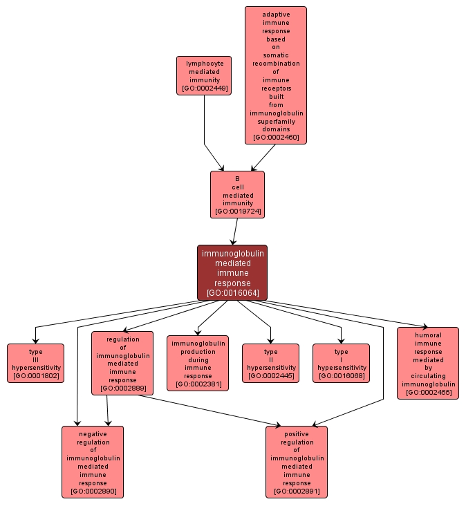 GO:0016064 - immunoglobulin mediated immune response (interactive image map)