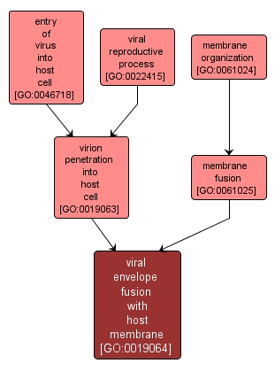 GO:0019064 - viral envelope fusion with host membrane (interactive image map)