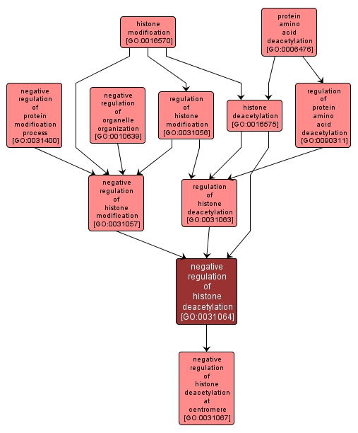 GO:0031064 - negative regulation of histone deacetylation (interactive image map)