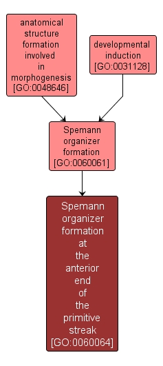 GO:0060064 - Spemann organizer formation at the anterior end of the primitive streak (interactive image map)