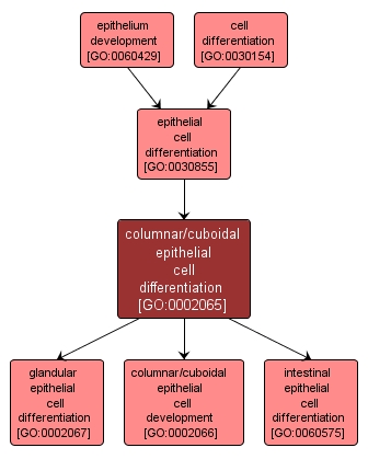 GO:0002065 - columnar/cuboidal epithelial cell differentiation (interactive image map)