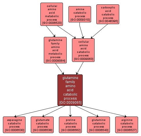 GO:0009065 - glutamine family amino acid catabolic process (interactive image map)