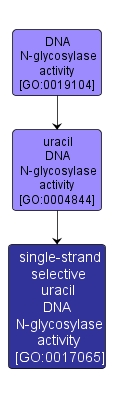 GO:0017065 - single-strand selective uracil DNA N-glycosylase activity (interactive image map)
