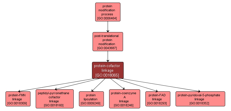 GO:0018065 - protein-cofactor linkage (interactive image map)