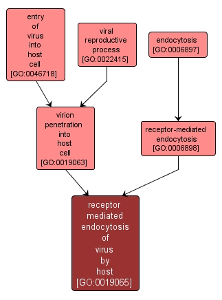 GO:0019065 - receptor mediated endocytosis of virus by host (interactive image map)