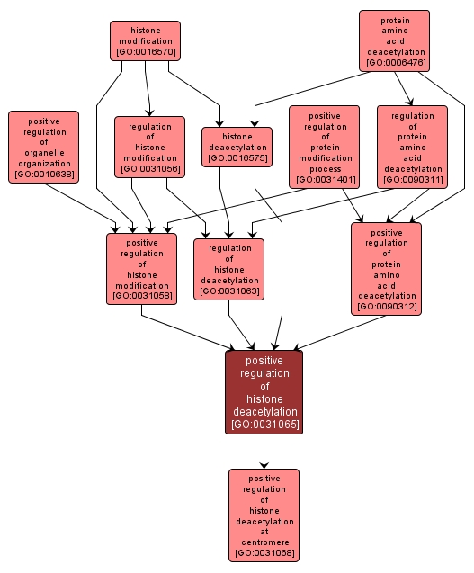 GO:0031065 - positive regulation of histone deacetylation (interactive image map)