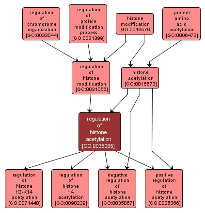 GO:0035065 - regulation of histone acetylation (interactive image map)