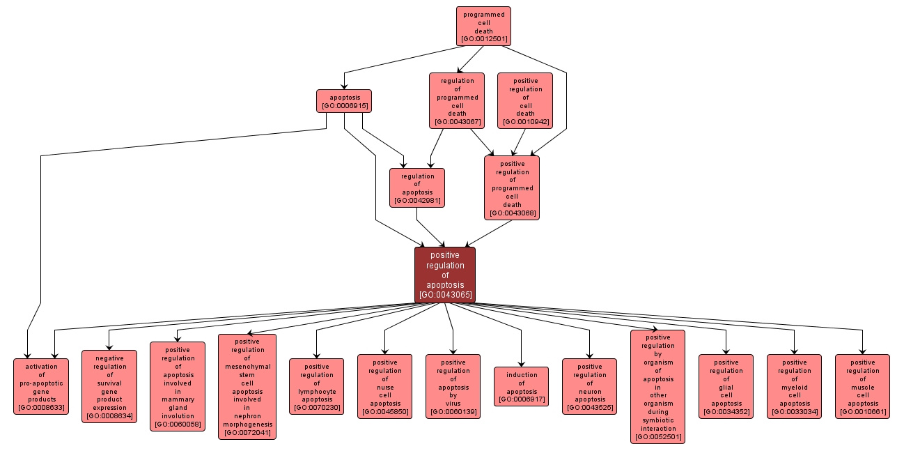 GO:0043065 - positive regulation of apoptosis (interactive image map)