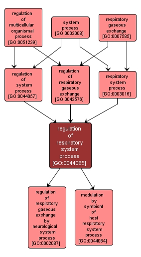GO:0044065 - regulation of respiratory system process (interactive image map)